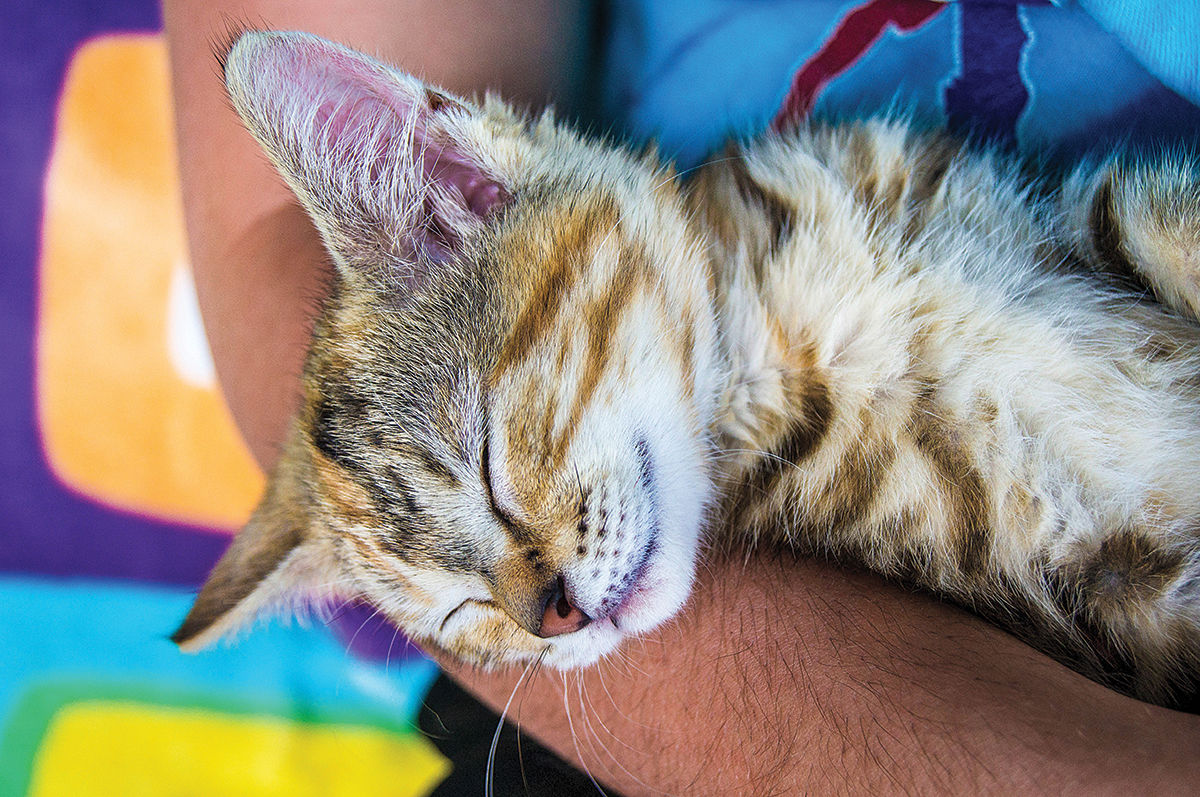 Sleeping kitten